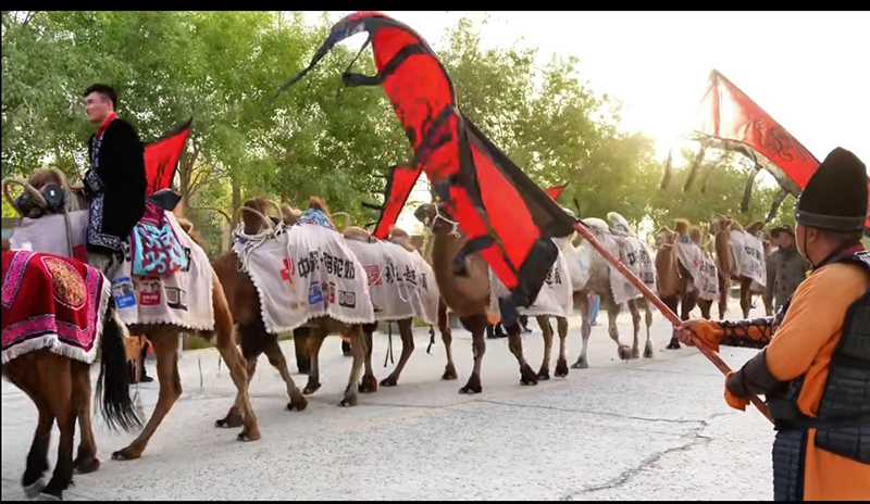 新疆中驼《东天山来的骆驼队》用脚步丈量历史与传承